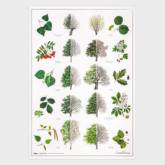 Poster Laubbäume, Kunstdruck