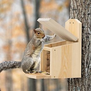 Eichhörnchen-Futterstelle Kiefer