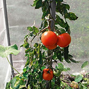 Pflanzstab Stahl verzinkt für Tomatenhaus